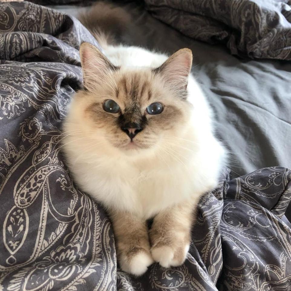 Seal point birman kittens best sale for sale